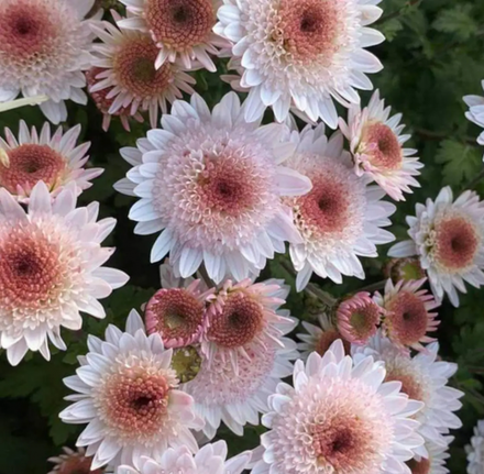 Хризантема корейская Медея