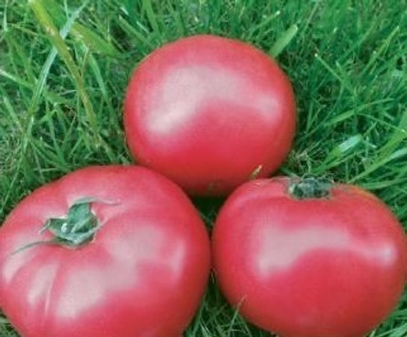 Пинк Кристал F1 семена томата индетерминантного (Clause / ALEXAGRO) культура – фото 5
