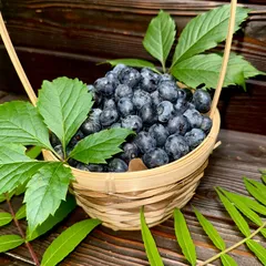 Голубика свежая / 1 кг