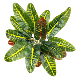 Кодиеум куст 45 см