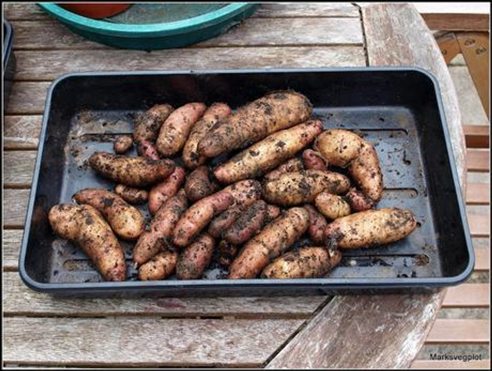 Дикий картофель Розовое Еловое Яблоко (Pink Fir Apple Potatoes), 10 клубней