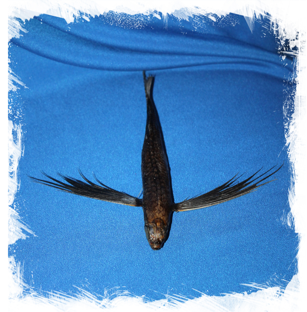 Коллекционная Летучая рыба, Exocoetus volitans