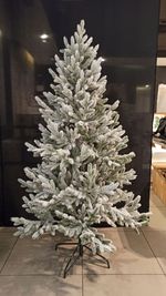 Ель заснеженная «Нордман» (Литая хвоя) от 1.2 до 2.4 м