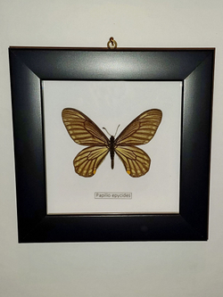 Парусник Papilio epycides в рамке