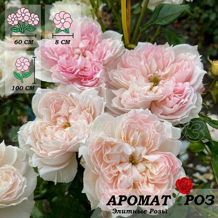 Сесиль де Воланж (Cecil De Volanges)