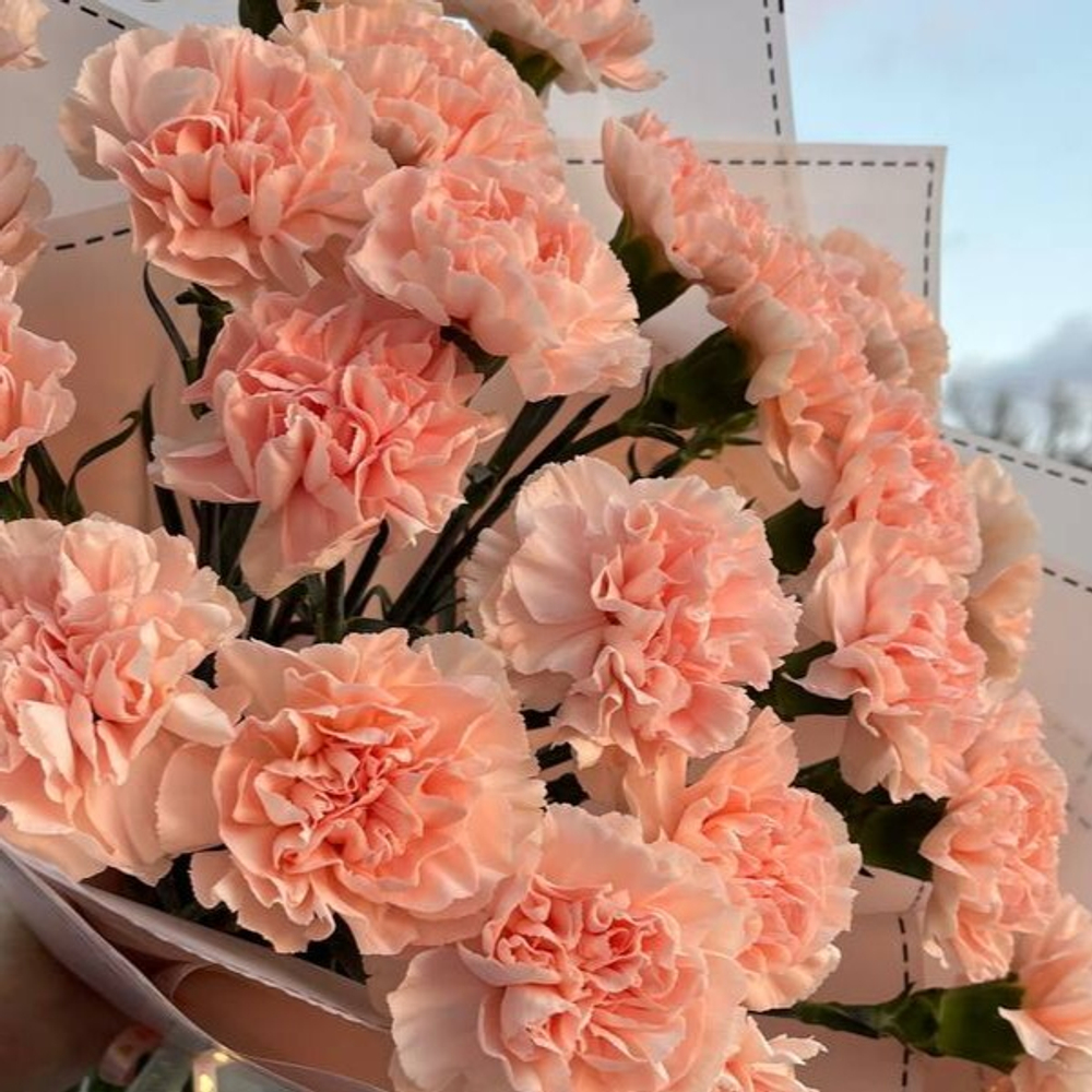 Розовые диантусы