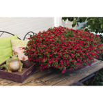 К5 Калибрахоа Аloha double cherry red