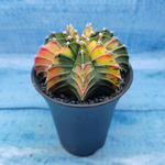 Gymnocalycium Variegata (Гимнокалициум Вариегатный)