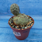 Tephrocactus Geometricus (Тефрокактус)