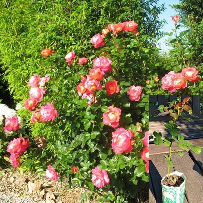 Роза Декор Арлекин плетистая, шраб, саженец с ЗКС.