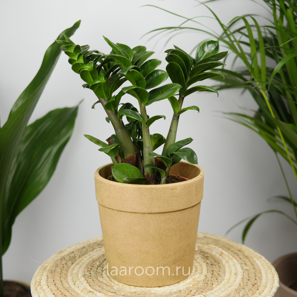 Замиокулькас Зензи 14/40