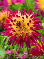 Георгин кактусовидный Таити Санрайз