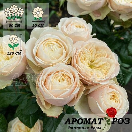 Дарлингтон (Darlington)