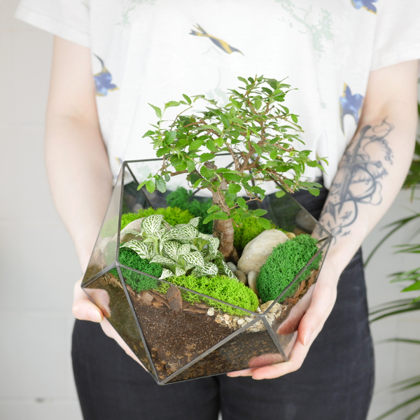 Готовый флорариум бонсай Японский вяз Икос