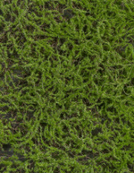 Мох Сфагнум Fuscum зелёный (полотно на подложке) 50х50 см 12/48 20.0820411S
