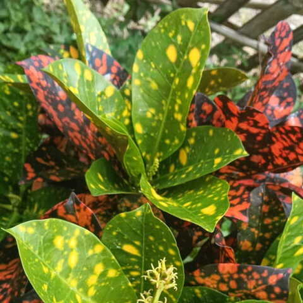 Кротон MEMANIK