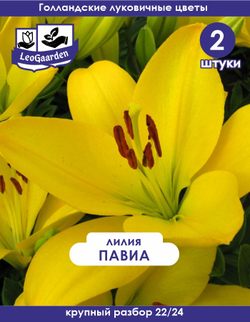 Лилия Луковица цветов, Павиа, 2 шт