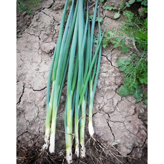 Капитал семена лука на перо (Гавриш) – фото 3