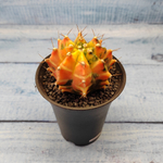 Gymnocalycium Variegata (Гимнокалициум Вариегатный)