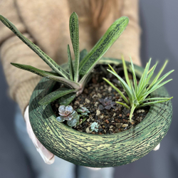 Мини-садик из суккулентов