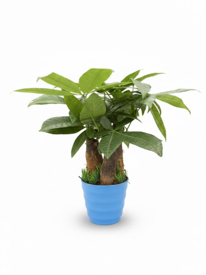 Пахира Three-Branch пластиковый горшок