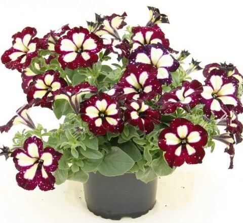 Петуния Startunia Thunderstorm