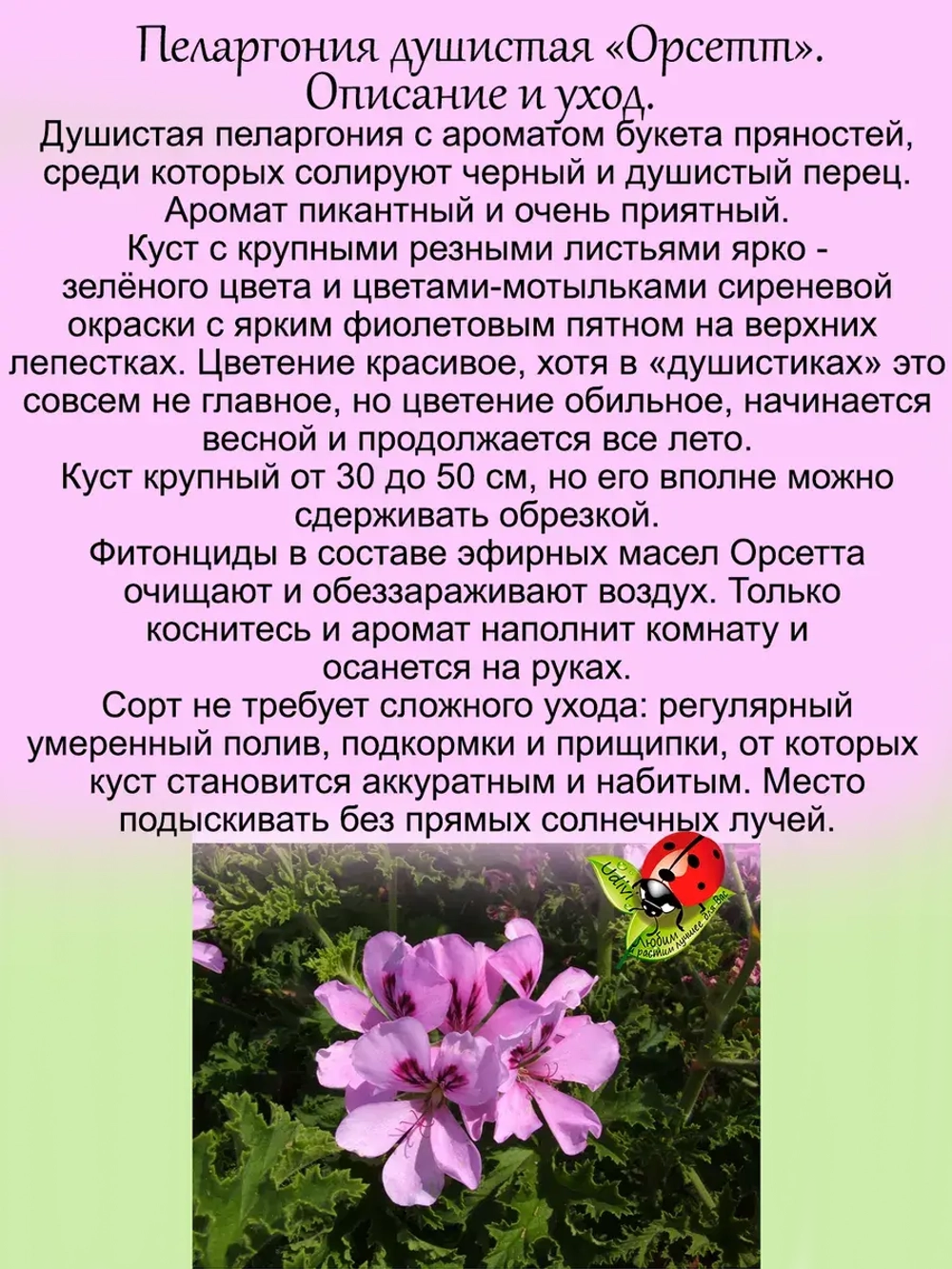 Пеларгония Орсетт душистая аромат перца