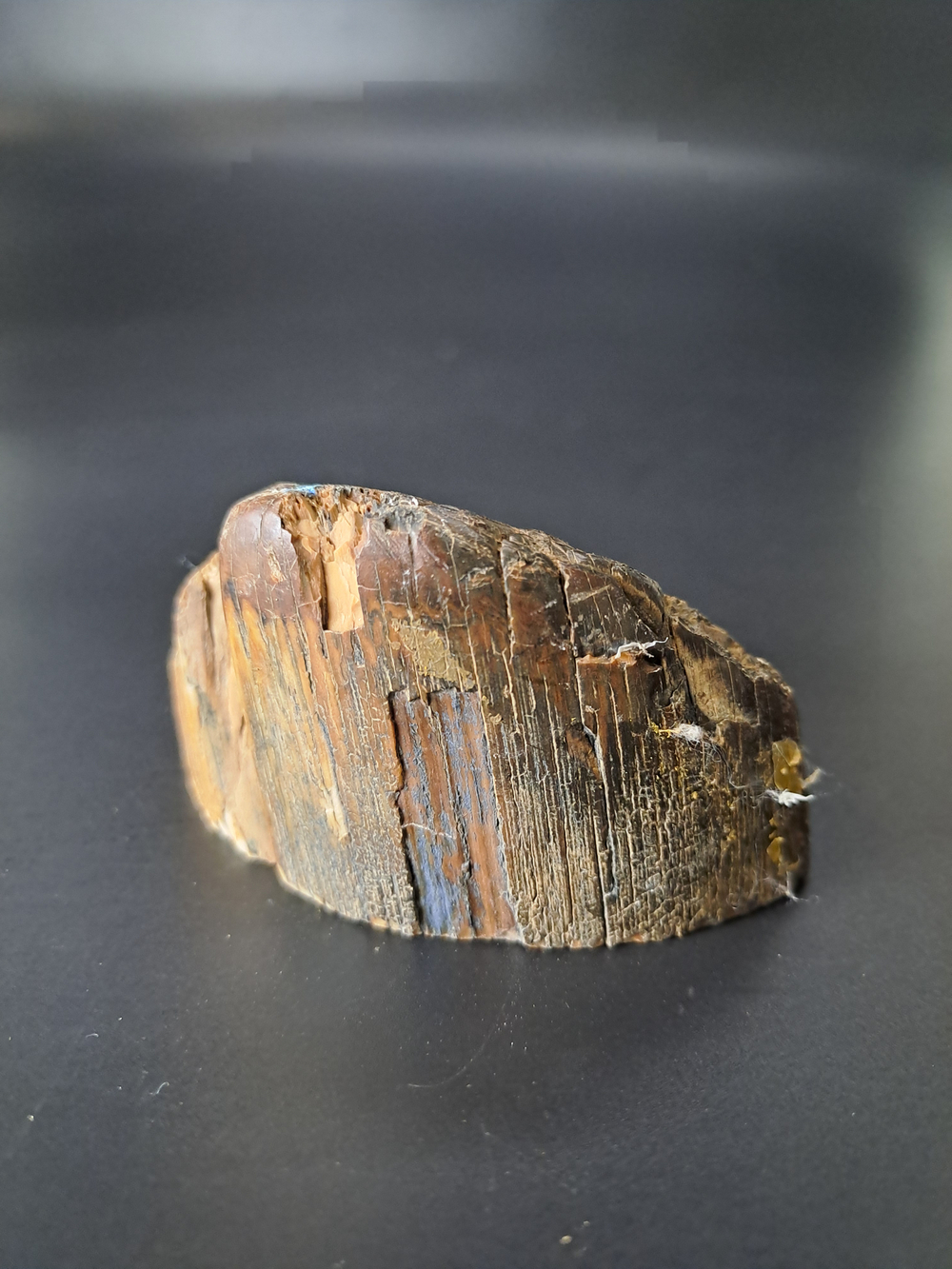 Бивень мамонта для коллекции и поделок