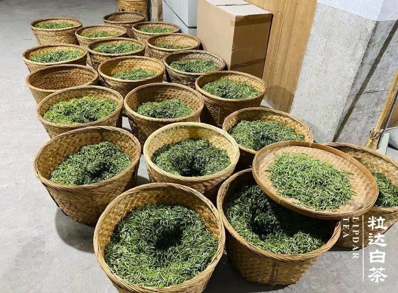 Сбор свежего чая 2022