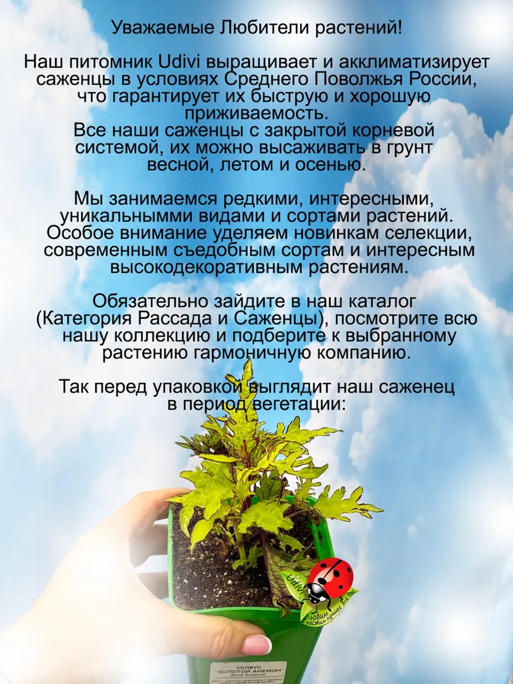 Колеус Золотой Анемон