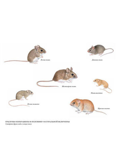 Мышиная книга