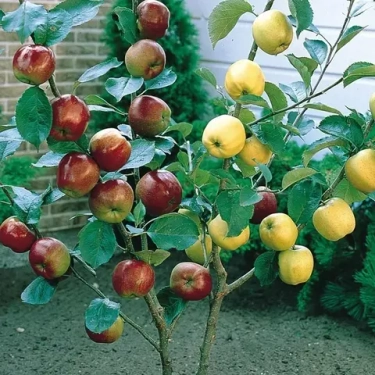 Любовь к саду: 5 парных сортов плодовых деревьев для вашей семьи