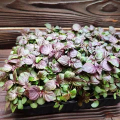 Шисо красная на корне (лоток) / 10 гр Шисо красная на корне (лоток) / 10 гр