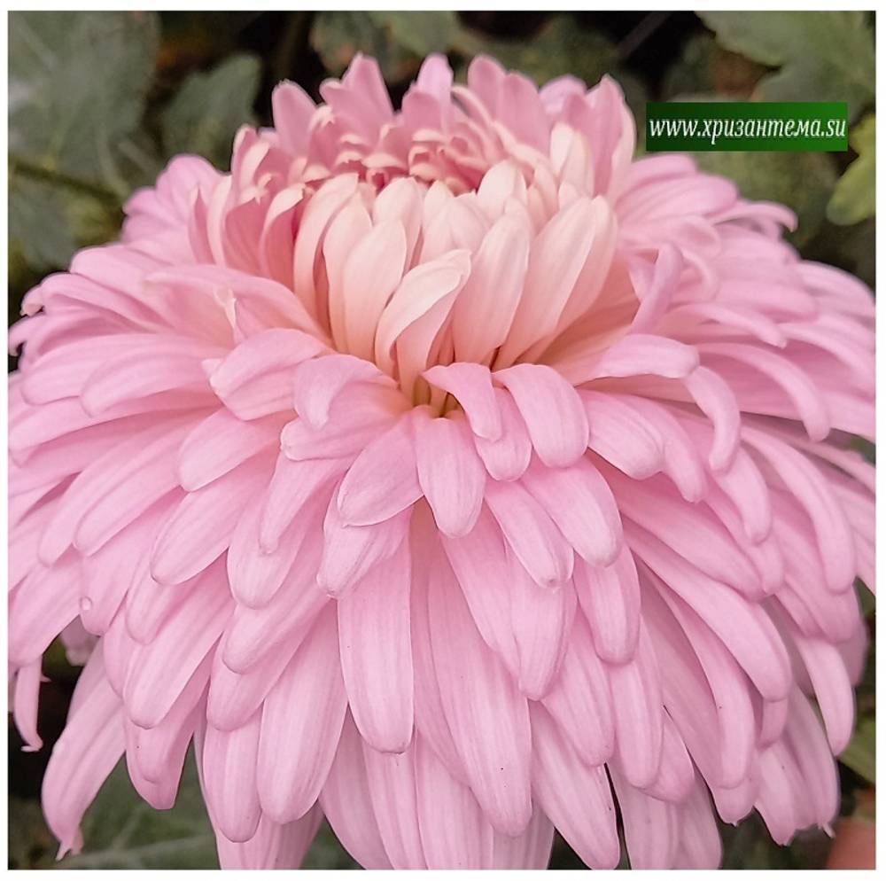 Хризантема крупноцветковая Courtier  ☘ ан 14     (временно нет в наличии)