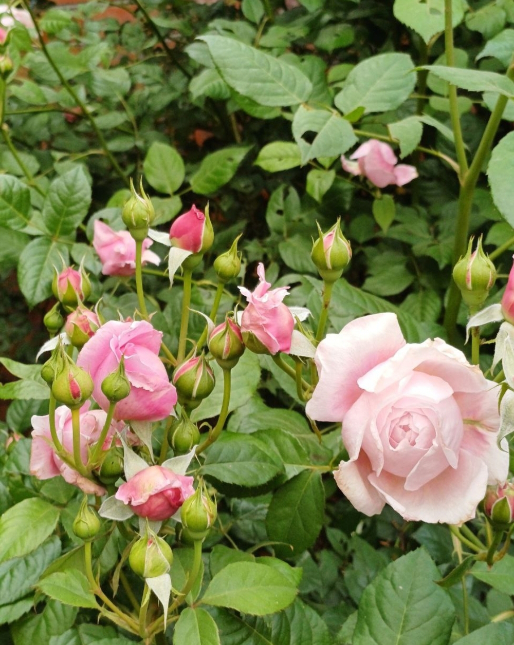 Роза Алан Тичмарш Rosa Alan Titchmarsh
