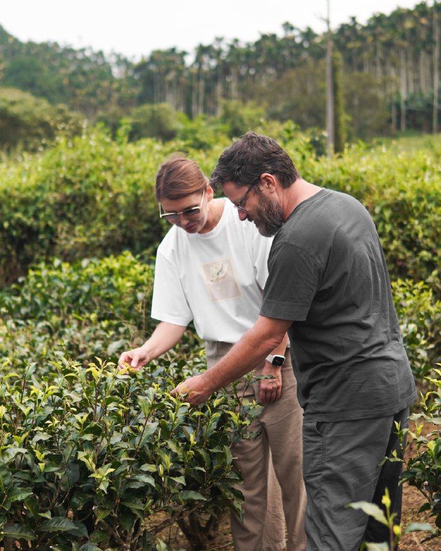 Белый чай «Рубин №18» с озера Солнца и Луны