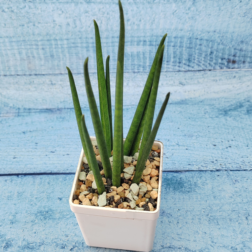 Sansevieria Fernwood Mikado (Сансевиерия)