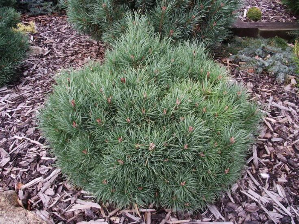 Сосна обыкновенная Andorra Compacta 17 см