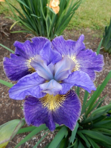 Ирис Сибирский Кейп Код Бойз