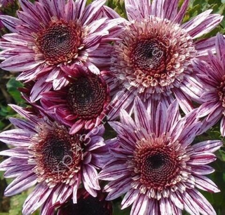 Хризантема кустовая Stylist Pink /к.70/поставка весна 2026г/