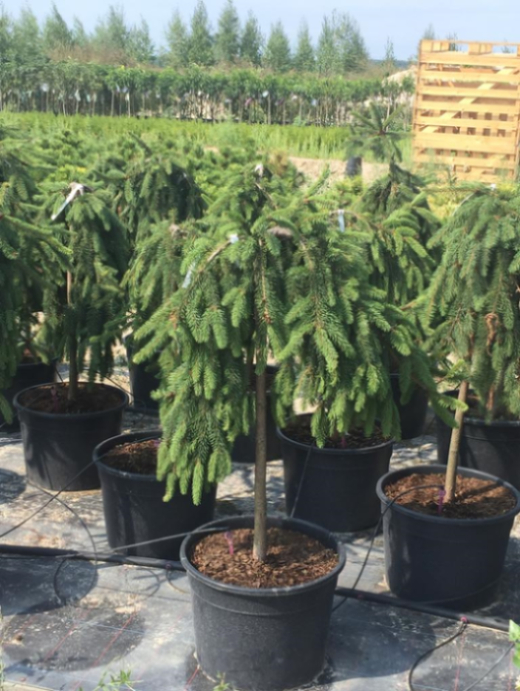 Ель обыкновенная Инверса штамб 120-140 см Закупка М66 апрель 2026