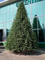 Большая елка "Финская"