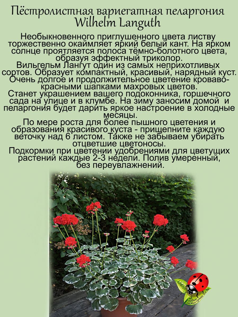Пеларгония Вильгельм Лангут герань пёстролистная
