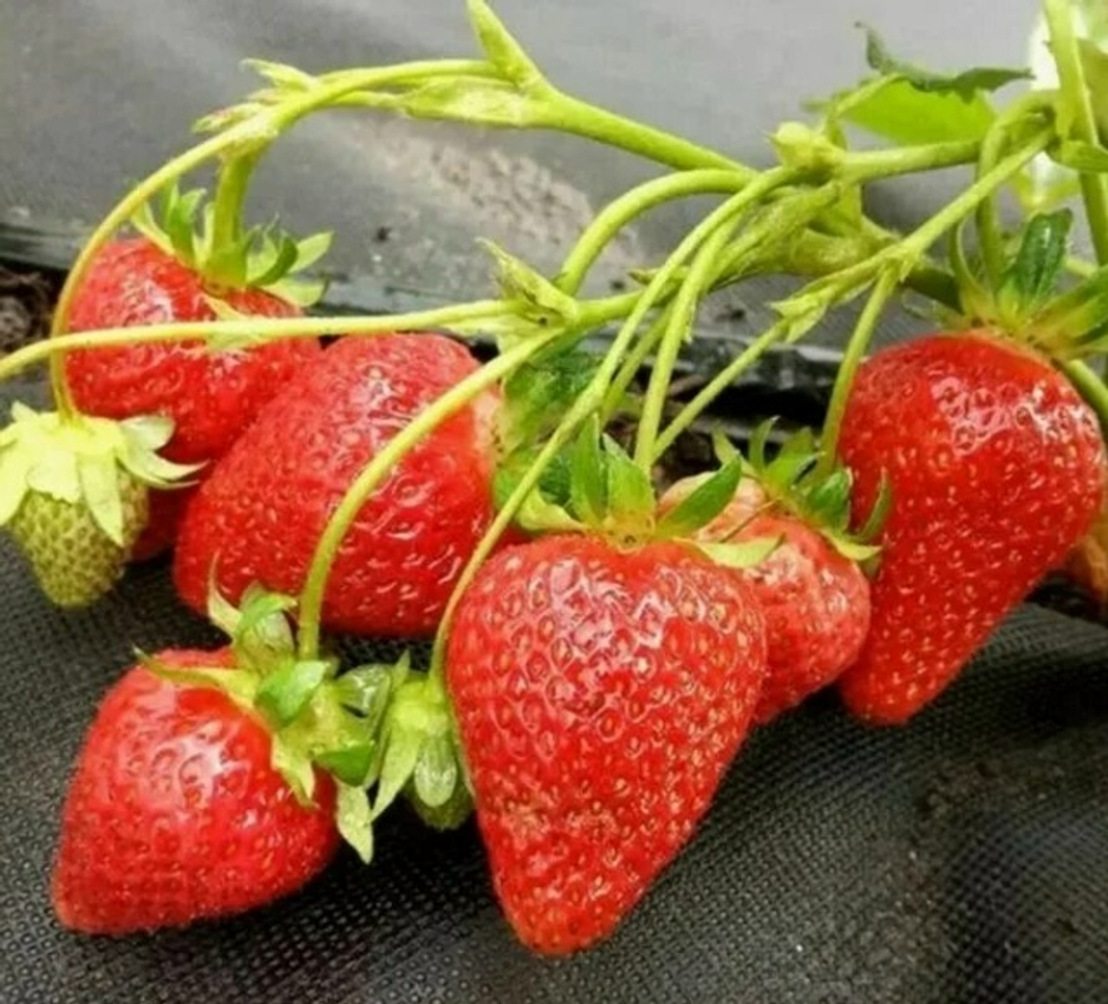 Мурано (Ремонтантный сорт)