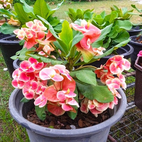 Несколько сортов эуфорбий с крупным цветком