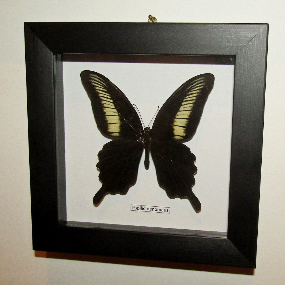 Бабочка Papilio oenomaus в рамке