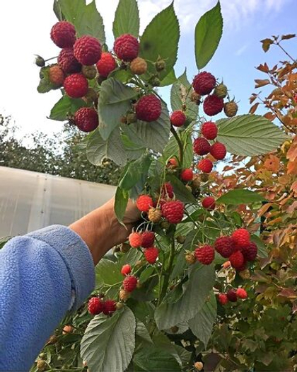 Малина ремонтантная Полана