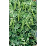 Семена Горох Дачный овощной (Марс) 8гр Б/П