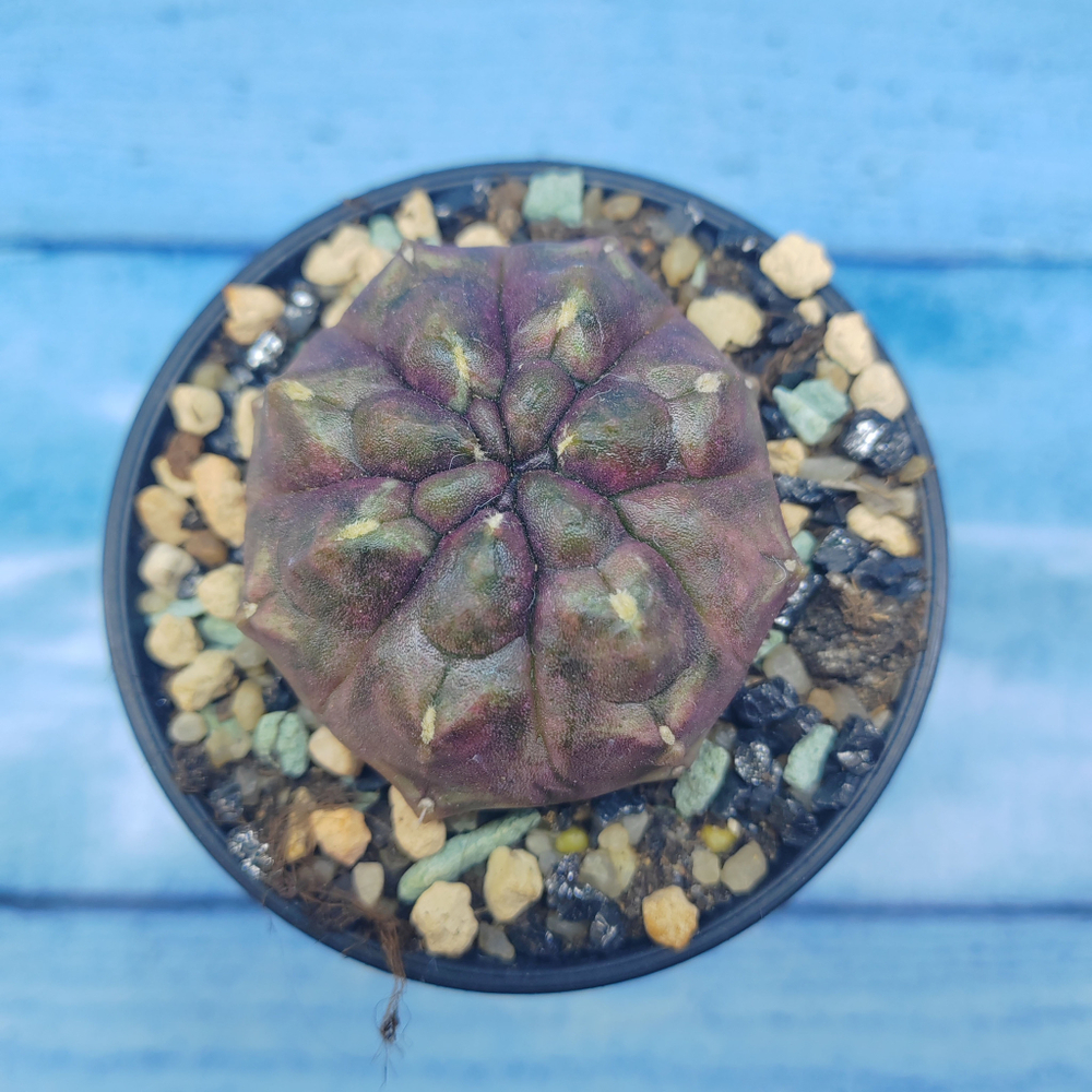 Gymnocalycium Daydream (Гимнокалициум)