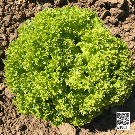 ЛУГАНО семена салата (Rijk Zwaan | Alexagro) – фото 4